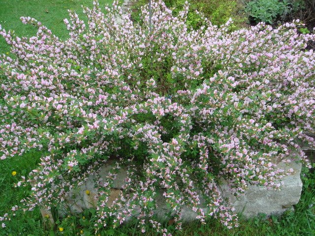 Chamaecytisus purpureus